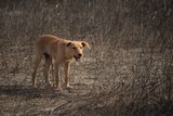 Fauna
